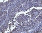 Anti-FEN1 Antibody Picoband™ (monoclonal, 7D11D7)